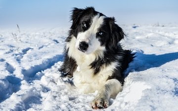 снег, зима, мордочка, взгляд, собака, пес, бордер-колли