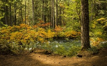 деревья, вода, река, природа, дерево, лес, листья, пейзаж, осень