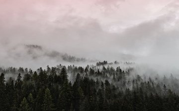 облака, деревья, природа, лес, закат, туман