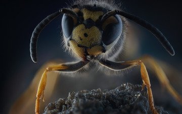 makro, insekt, wasp