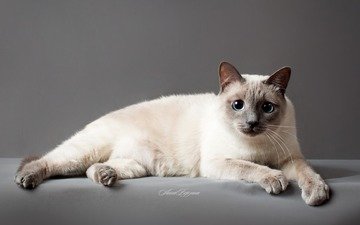 глаза, кот, кошка, серый фон, тайский кот, тайская кошка