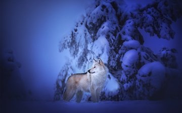 снег, зима, собака, чехословацкая волчья собака, чехословацкий влчак