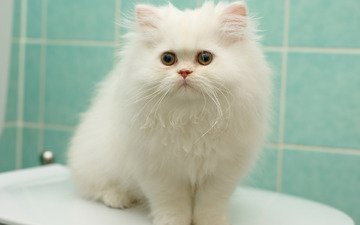 котенок, пушистый, белый, перс, персидская кошка