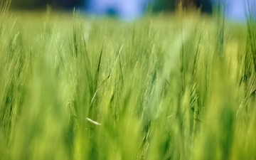 природа, лето, размытость, колосья, пшеница