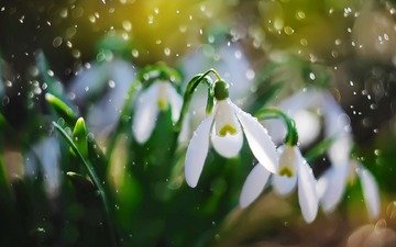 цветы, лепестки, дождь, белые, подснежники