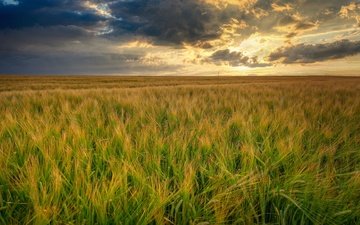 небо, облака, поле, колосья, пшеница