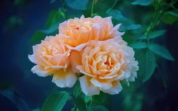 цветы, розы, оранжевые