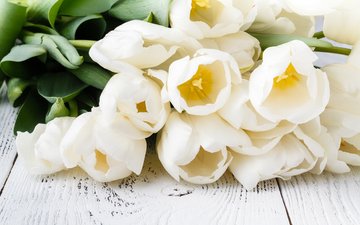 букет, тюльпаны, белые