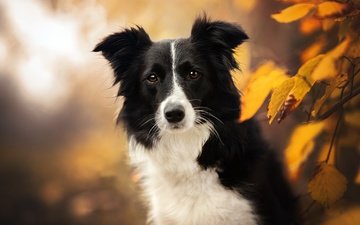 морда, природа, листья, взгляд, осень, собака, бордер-колли
