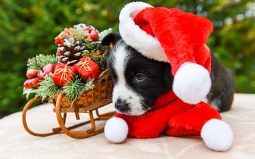 новый год, собака, щенок, игрушки, мордашка, малыш, рождество, санки, шарфик, вельш-корги, корги, колпак санты