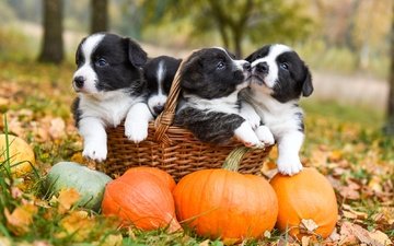 осень, щенки, малыши, корзинка, собаки, тыквы, квартет, собачки, боке, милые, вельш-корги, мордашки, корги