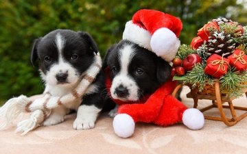 новый год, щенки, рождество, санки, собаки, колпак, новогодние украшения, вельш-корги, мордашки, корги, колпак санты