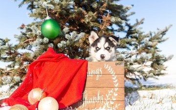 елка, собака, щенок, хаски, малыш, голубые глаза, рождество, сибирский хаски