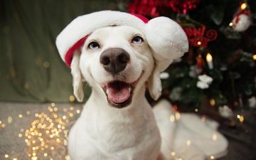 новый год, елка, собака, щенок, мордашка, голубые глаза, праздник, рождество, нос, лабрадор-ретривер