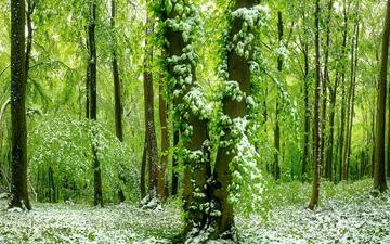 лес, зелёный, красивый, покрыт, ранним, снегом