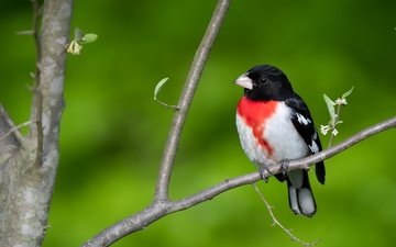 природа, птица, красногрудый дубоносовый кардинал