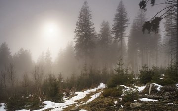 деревья, снег, лес, туман