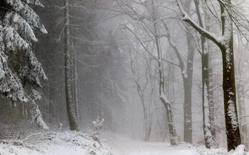 деревья, снег, лес, зима, туман, чёрно-белое