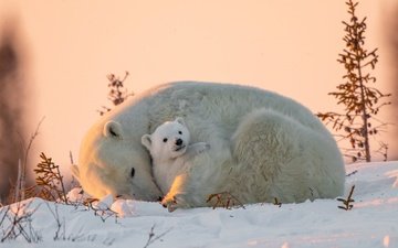 снег, природа, животные, хищники, детеныш, медвежонок, белые медведи, медведица