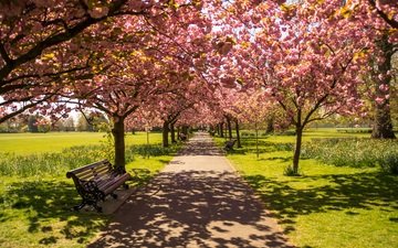цветение, парк, тень, весна, скамейка, солнечный свет