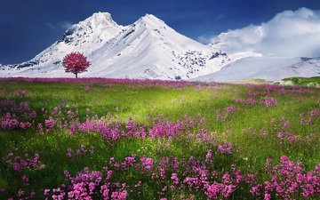 трава, горы, снег, пейзаж, полевые цветы