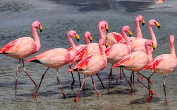 берег, фламинго, водоем, птицы, много, стая, розовый фламинго