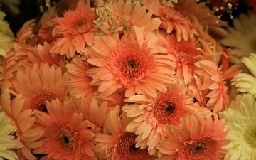 цветы, букет, много, оранжевые, герберы, хризантемы