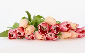 цветы, красные, лежит, весна, букет, тюльпаны, розовые, белый фон
