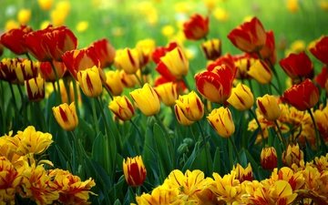 цветы, красные, тюльпаны, яркие, желтые, клумба, разные, боке