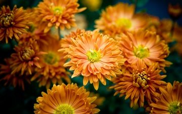 цветы, куст, много, желтые, оранжевые, хризантемы, боке
