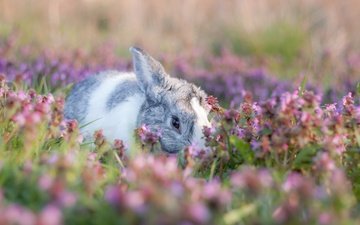 цветы, мордочка, лето, взгляд, поляна, кролик, заяц, зайчик, боке