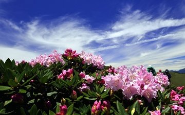 цветы, облака, холмы, розовые, синева, азалия, рододендроны