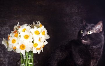 цветы, поза, кот, мордочка, кошка, взгляд, черный, темный фон, букет, нарциссы, фотостудия