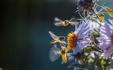 цветы, природа, насекомые, пчелы