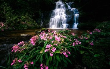 цветы, река, водопад, тайланд, каскад