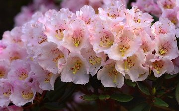 blumen, rosa, viele, azalee, rhododendren