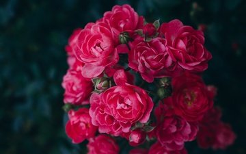 цветы, розы, красные, темный фон, розовые, боке, розовый куст