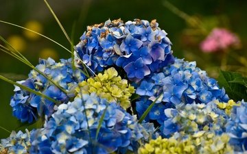 цветы, синие, гортензия