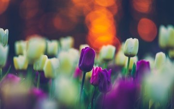 цветы, весна, тюльпаны, клумба