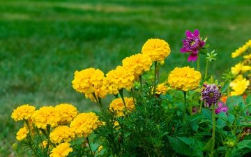 цветы, желтые, бархатцы