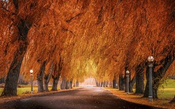 деревья, фонари, ветви, осень, аллея