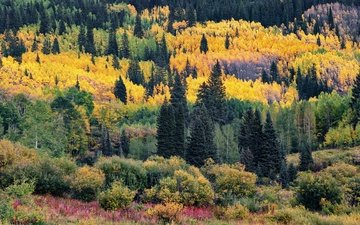 деревья, горы, лес, вид, склон, осень, ели, холм, краски осени, кустарники