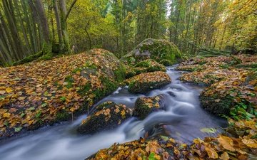 деревья, камни, лес, ручей, осень, речка, германия, бавария, опавшие листья