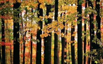 деревья, лес, листья
