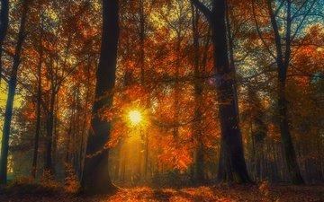 деревья, лес, осень, опавшая листва