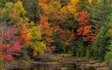 деревья, лес, парк, осень, пруд, канада, онтарио, algonquin, algonquin park
