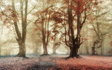 деревья, лес, парк, туман, ветки, листва, осень