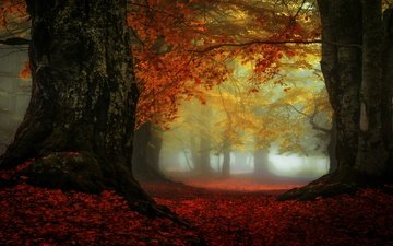 деревья, лес, туман, листва, осень, листопад, краски осени