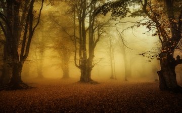 деревья, лес, туман, листва, осень