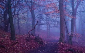 деревья, лес, туман, осень, тропинка
